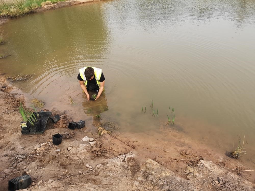 Planting Up A New Mitigation Pond
